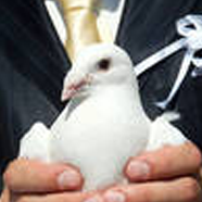 Бели гълъби за сватби и тържества